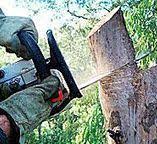 Best Commercial Tree Services  in La Huerta, NM