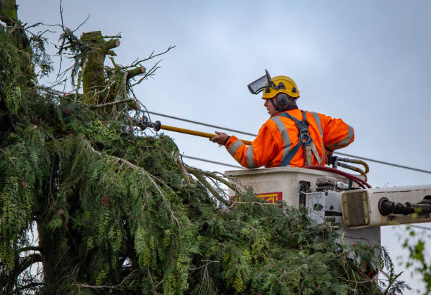 How Our Tree Care Process Works  in  La Huerta, NM
