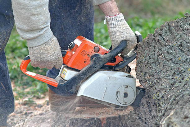 Professional Tree Care in La Huerta, NM